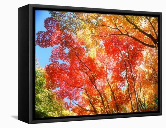 Autumn Leaves-null-Framed Stretched Canvas