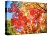 Autumn Leaves-null-Stretched Canvas