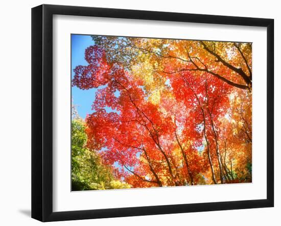 Autumn Leaves-null-Framed Premium Photographic Print