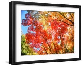 Autumn Leaves-null-Framed Premium Photographic Print