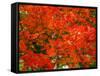 Autumn Leaves-null-Framed Stretched Canvas