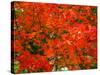 Autumn Leaves-null-Stretched Canvas