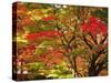 Autumn Leaves-null-Stretched Canvas