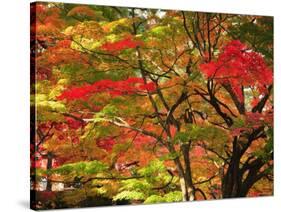 Autumn Leaves-null-Stretched Canvas