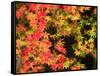 Autumn Leaves-null-Framed Stretched Canvas