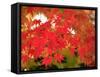 Autumn Leaves-null-Framed Stretched Canvas