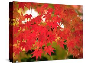 Autumn Leaves-null-Stretched Canvas