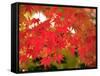 Autumn Leaves-null-Framed Stretched Canvas