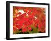 Autumn Leaves-null-Framed Premium Photographic Print