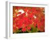 Autumn Leaves-null-Framed Premium Photographic Print