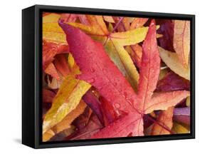 Autumn Leaves-Angelo Cavalli-Framed Stretched Canvas