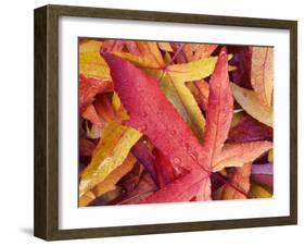 Autumn Leaves-Angelo Cavalli-Framed Photographic Print