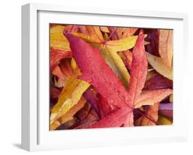 Autumn Leaves-Angelo Cavalli-Framed Photographic Print