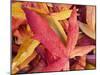 Autumn Leaves-Angelo Cavalli-Mounted Photographic Print