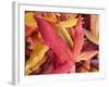 Autumn Leaves-Angelo Cavalli-Framed Photographic Print