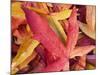 Autumn Leaves-Angelo Cavalli-Mounted Photographic Print