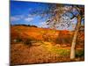 Autumn Leaves-Philippe Sainte-Laudy-Mounted Photographic Print