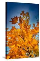 Autumn Leaves-null-Stretched Canvas