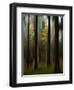 Autumn Leaves-Bjorn Emanuelson-Framed Photographic Print