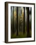 Autumn Leaves-Bjorn Emanuelson-Framed Photographic Print