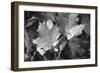 Autumn Leaves-Gordon Semmens-Framed Photographic Print