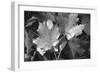 Autumn Leaves-Gordon Semmens-Framed Photographic Print