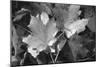 Autumn Leaves-Gordon Semmens-Mounted Photographic Print