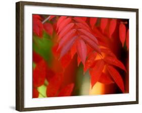 Autumn Leaves-null-Framed Photographic Print