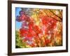 Autumn Leaves-null-Framed Photographic Print