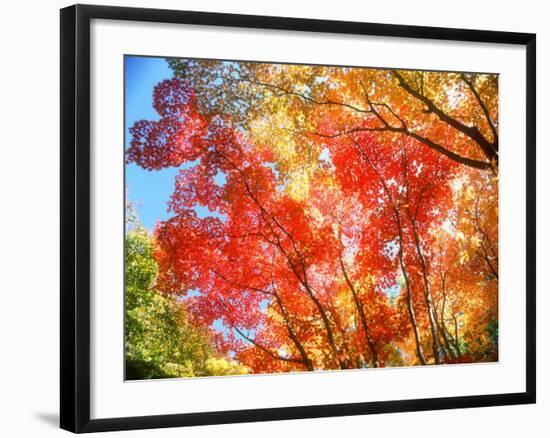 Autumn Leaves-null-Framed Photographic Print