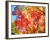 Autumn Leaves-null-Framed Photographic Print