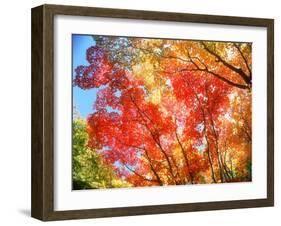 Autumn Leaves-null-Framed Photographic Print