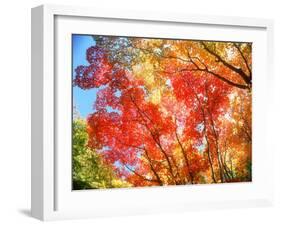 Autumn Leaves-null-Framed Photographic Print