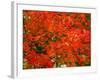 Autumn Leaves-null-Framed Photographic Print