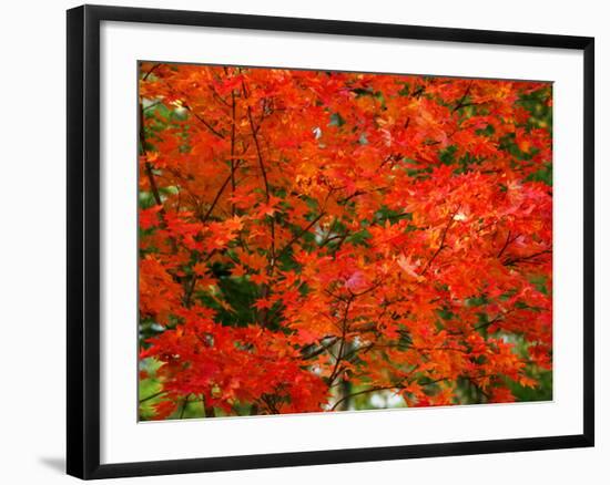 Autumn Leaves-null-Framed Photographic Print