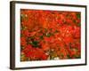 Autumn Leaves-null-Framed Photographic Print