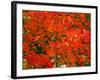 Autumn Leaves-null-Framed Photographic Print