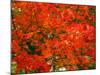 Autumn Leaves-null-Mounted Photographic Print