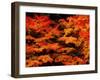 Autumn Leaves-null-Framed Photographic Print