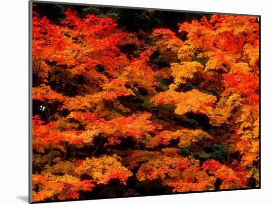 Autumn Leaves-null-Mounted Photographic Print