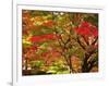 Autumn Leaves-null-Framed Photographic Print