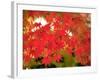 Autumn Leaves-null-Framed Photographic Print