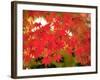 Autumn Leaves-null-Framed Photographic Print