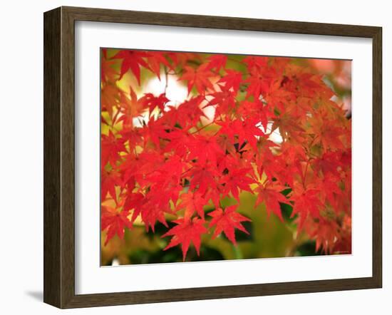 Autumn Leaves-null-Framed Photographic Print