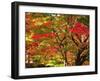 Autumn Leaves-null-Framed Photographic Print