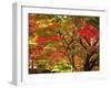 Autumn Leaves-null-Framed Photographic Print