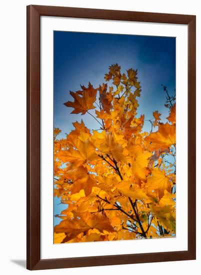 Autumn Leaves-null-Framed Photo
