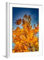 Autumn Leaves-null-Framed Photo