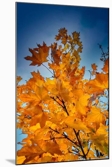 Autumn Leaves-null-Mounted Photo