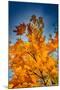 Autumn Leaves-null-Mounted Photo
